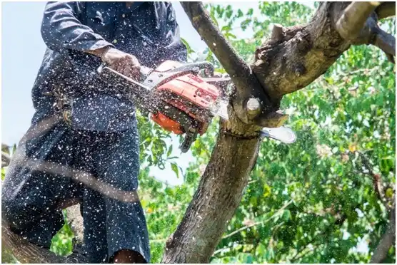 tree services Forest Hill